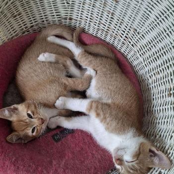 Bram & Joep