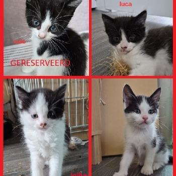 Ludo, Loki, Luca en Lolita