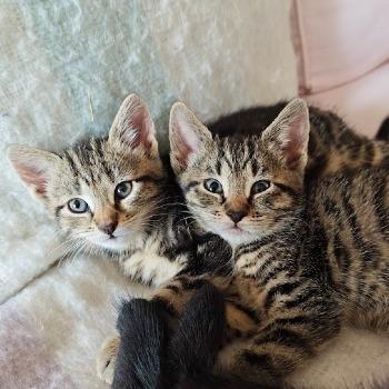 Poes, Tijger, Zwart en broertje Socks