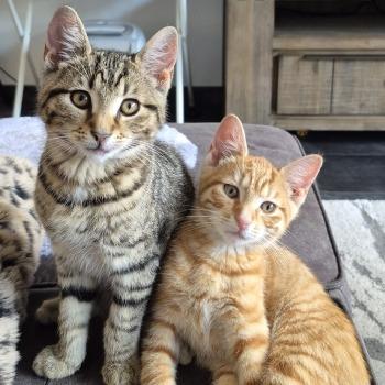 Casper & Coco (kittens)
