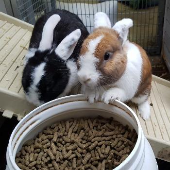 Woezel en Pip