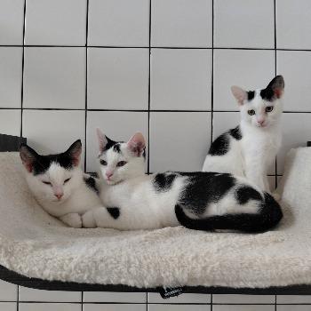 Kittens