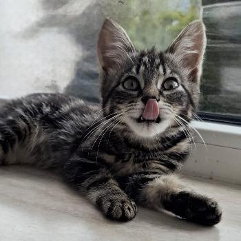 Lila