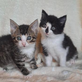 Noah (kater) en Nox (poes)