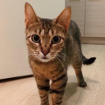Penny