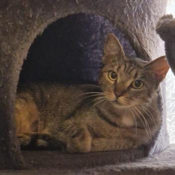 Madame Jeanette