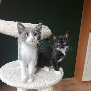 Kittens Nikkie & Novi (geboren eind juli 26)