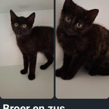 St. Kittenopvang De Hazendonk