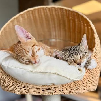 Kittens