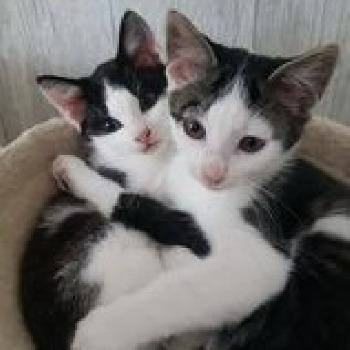 Hemmie & Hugo