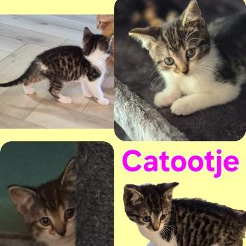 Catootje