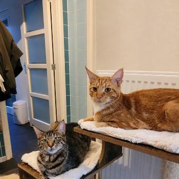 Miron(kater) en Liora(poes)