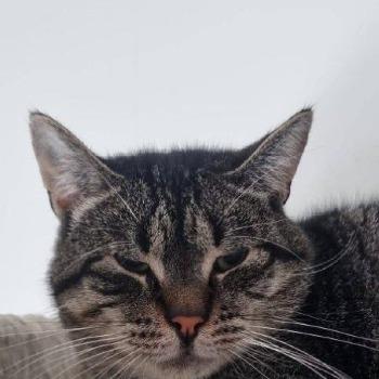 Boris (Langzitter!)