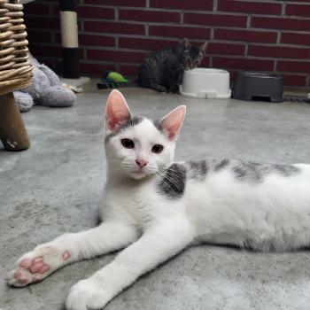 Projectkittens