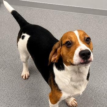 Murphy (Sh7255)