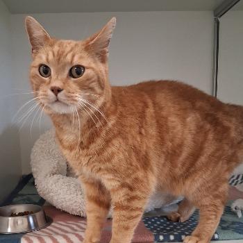 Charlie (met Minoes)