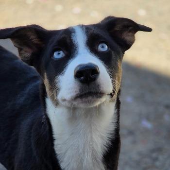 Kaya
