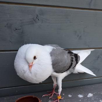 Tobias