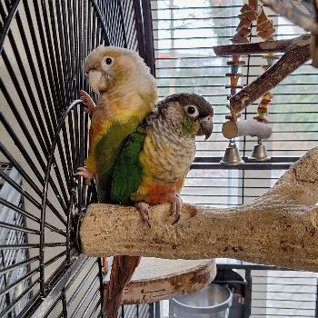 Gizmo en ZaZu