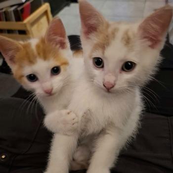 Kittens Goofy en Mickey