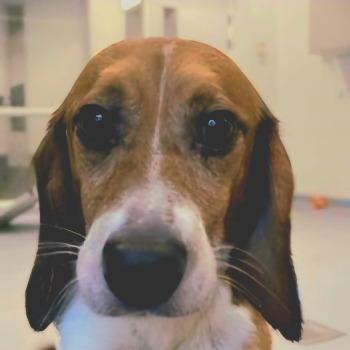 Charlie (Sh7247)