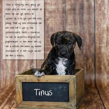 Tinus
