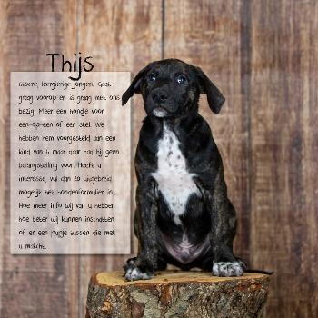 Thijs