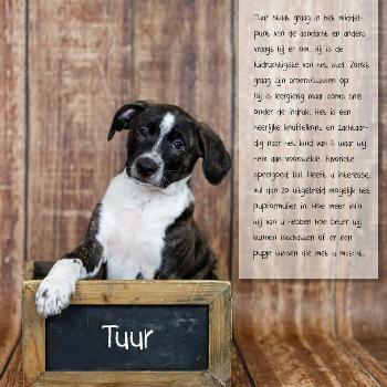 Tuur