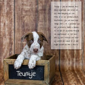 Teuntje