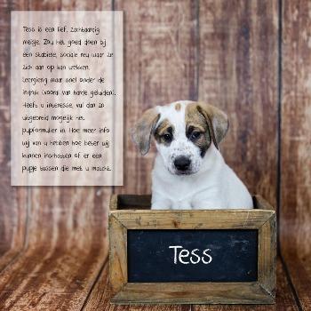 Tess