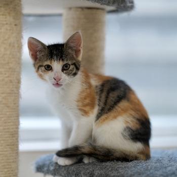 kitten-3808