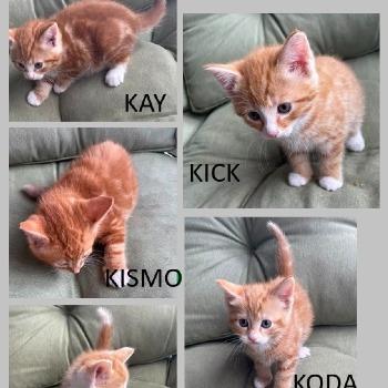 KAY, KISMO, KRIS, KODA en KICK 
