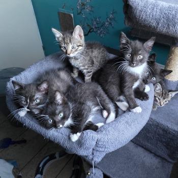 Marieke en haar kittens