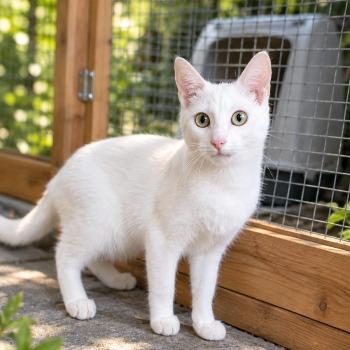 St. Kittenopvang De Hazendonk