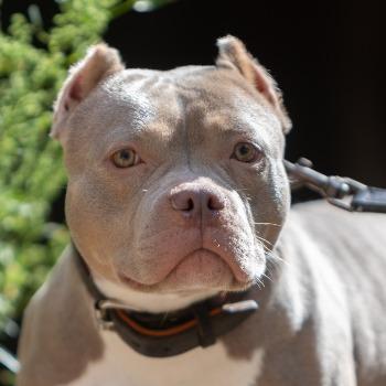 Sara