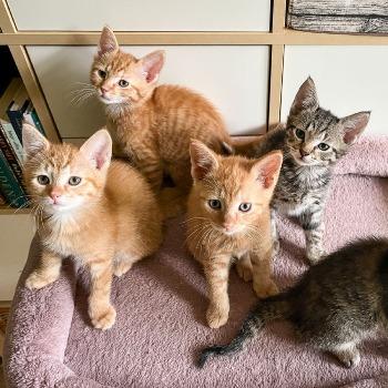 Kittens Chloe, Cassandra en Camilia (geboren half juli 2026)
