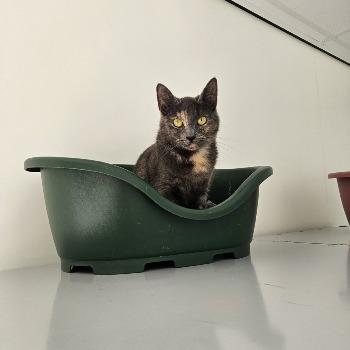 Lola
