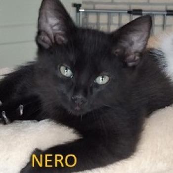 Nero