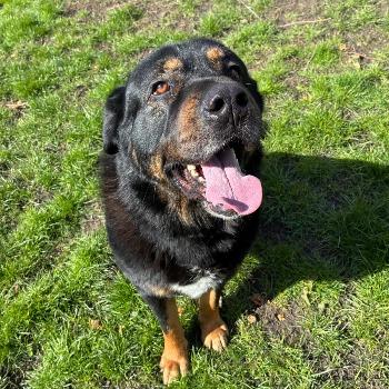 Dozer