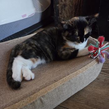 Belle