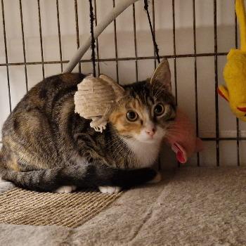 Kittens Spice en Pepper