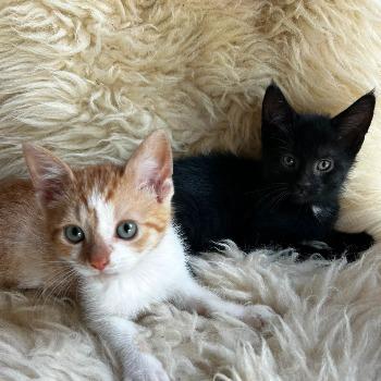 Jax & Lucky