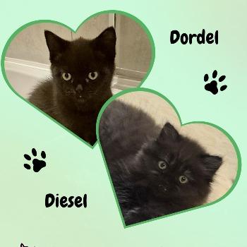 Diesel en Dordel