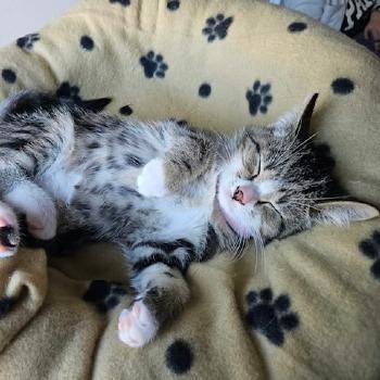 Milo