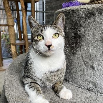 Gatto