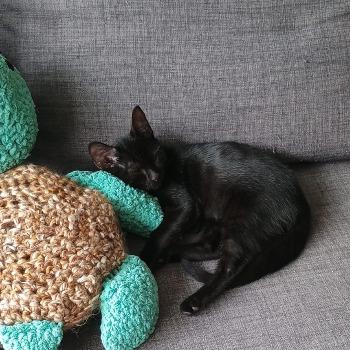 Kitten Diego
