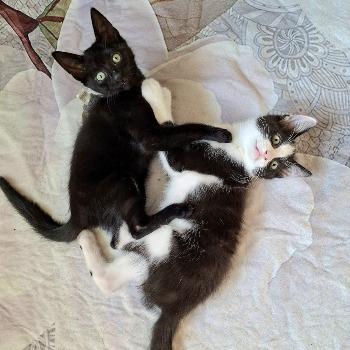 Odin en Nacho