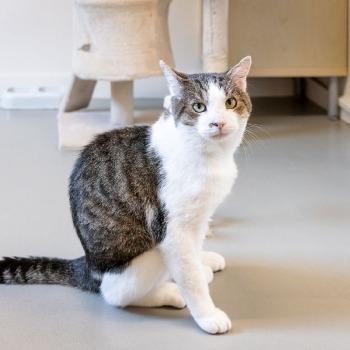 Finch (7 jaar)