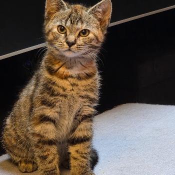 Daphne
