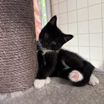 Kitten-3770